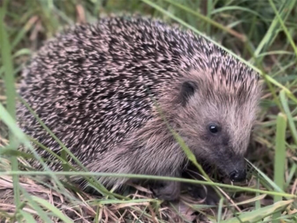 Igel in einer naturnahen Grünfläche. Foto: Stadt Rheinberg