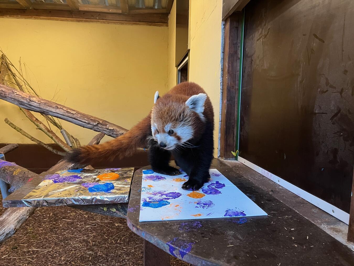 Im kommenden Jahr wird es im Tiergarten ein Red Panda Wochenende geben. Foto: Tiergarten Kleve