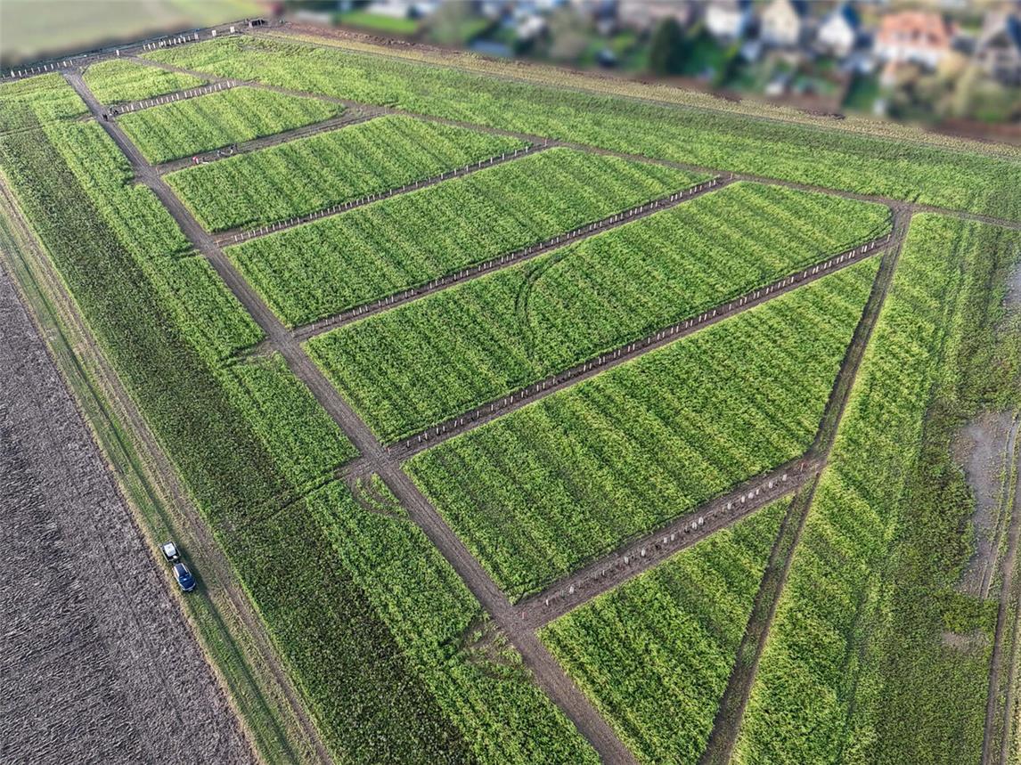 Im Mittelpunkt des 5. Agroforst Praxisstammtisch Niederrhein steht die Agroforst-Demonstrationsfläche Alleen 3 in Kleve. Foto: Jannis Menne/HSRW