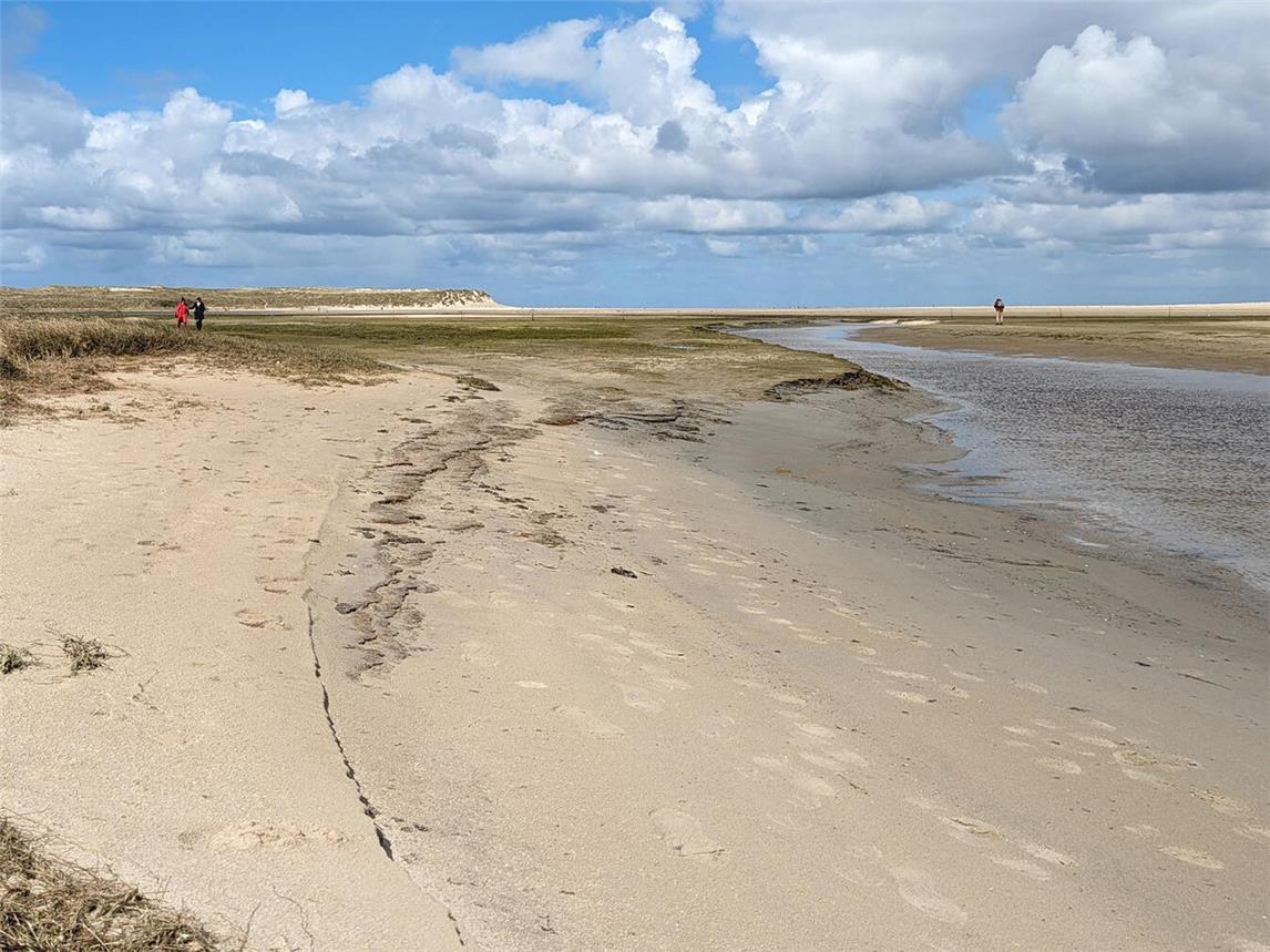Im Naturschutzgebiet De Slufter findet man Pflanzen und Tiere, die sich auf das Salzwasser eingestellt haben.NN-Fotos: vs