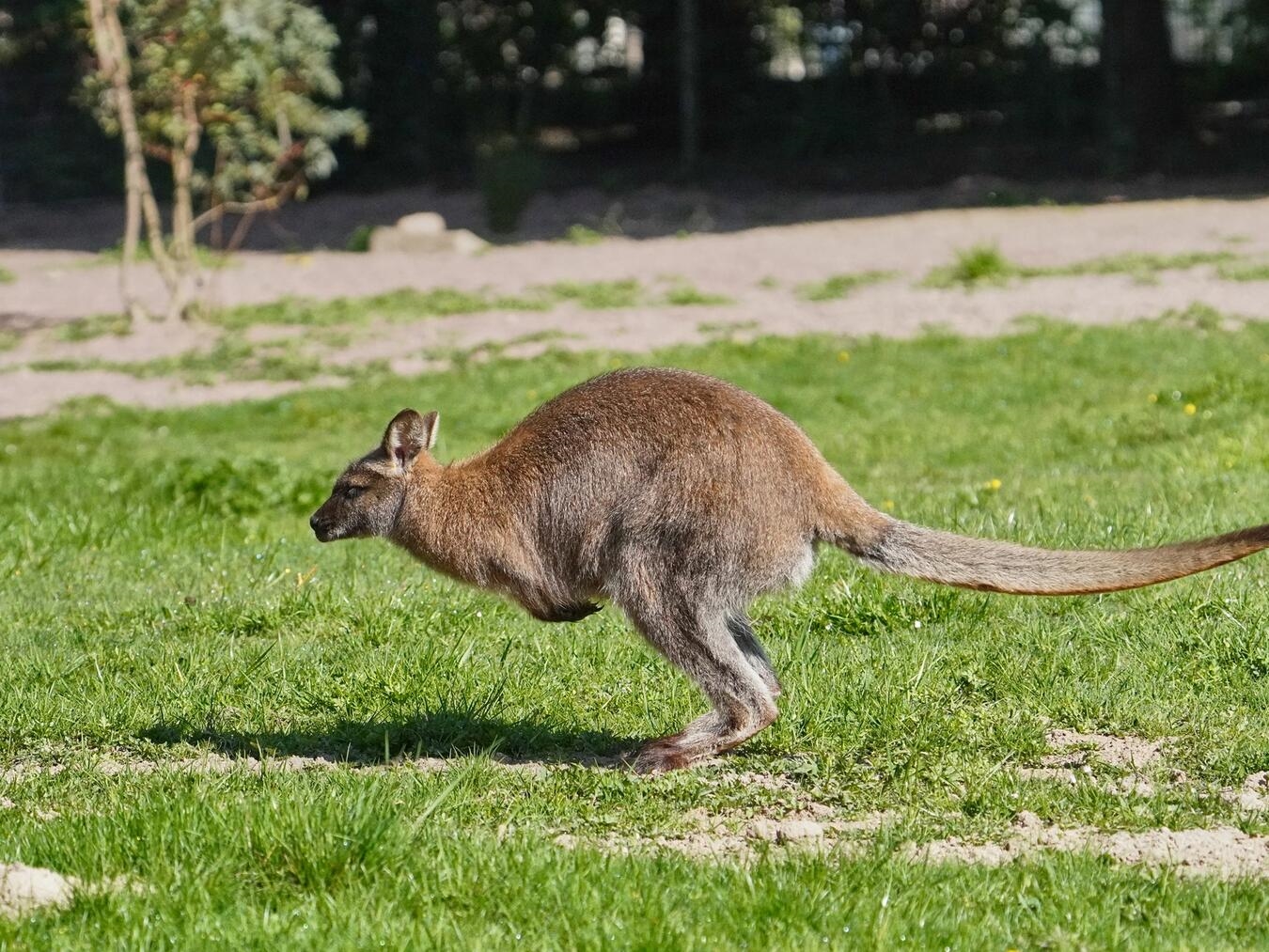 "Nahaufnahme von Kängurus im Tiergarten Kleve Outback, Naturerlebnis"