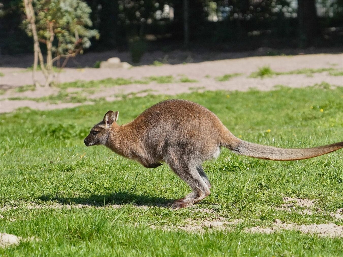 "Nahaufnahme von Kängurus im Tiergarten Kleve Outback, Naturerlebnis"