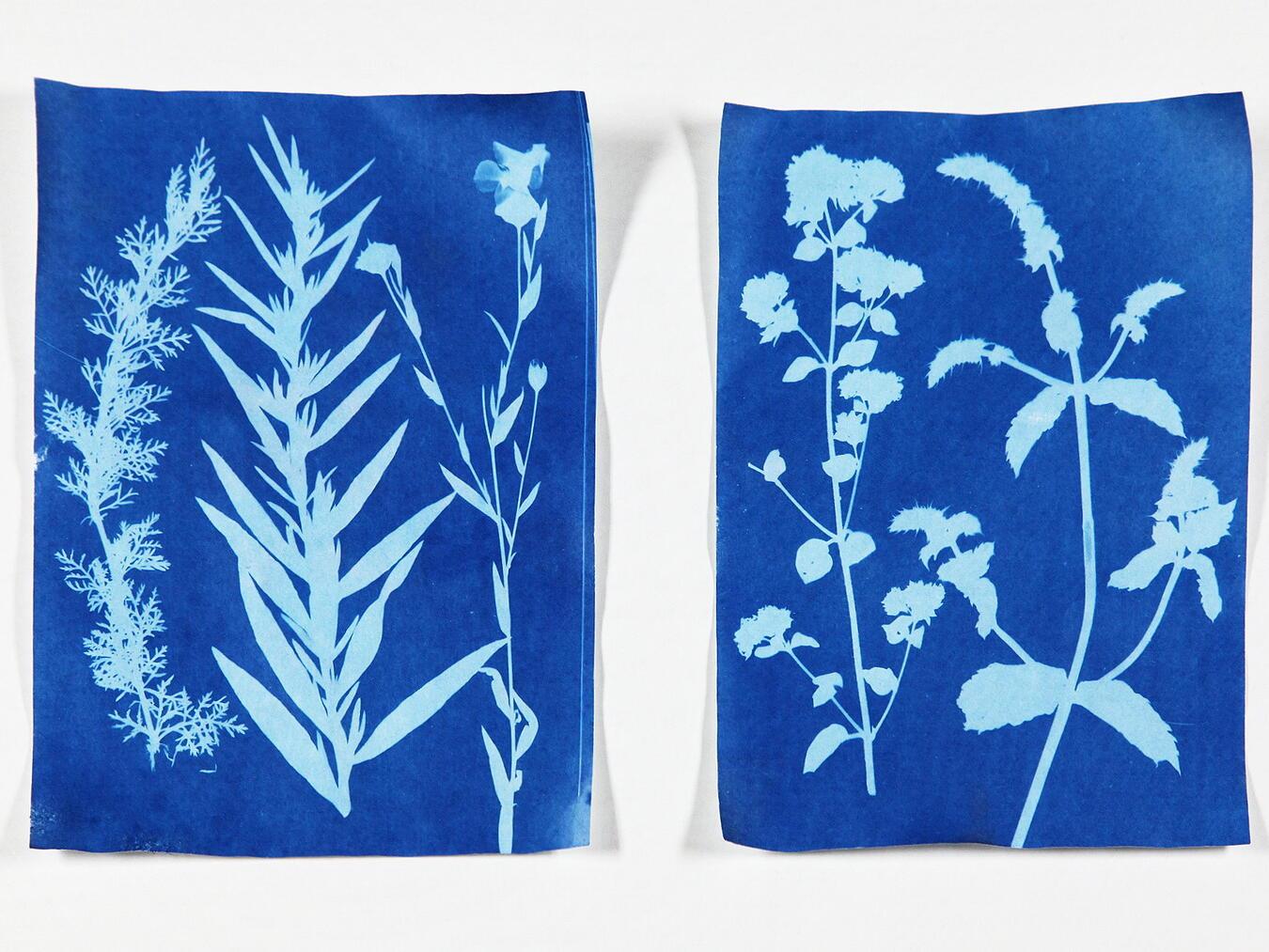 Im praktischen Teil des Workshops entstehen Solarprints.Foto: Stiftung Museum Schloss Moyland