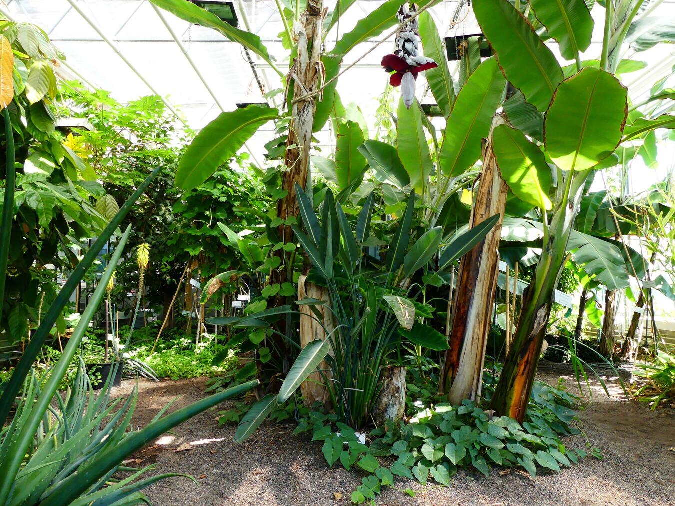 Im Rahmen der „Offenen Gärten im Kleverland“ öffnet das Tropenhaus Kleve an der Hochschule Rhein-Waal am morgigen Sonntag von 11 bis 16 Uhr seine Pforten. Foto: Ruth Minor/ HSRW