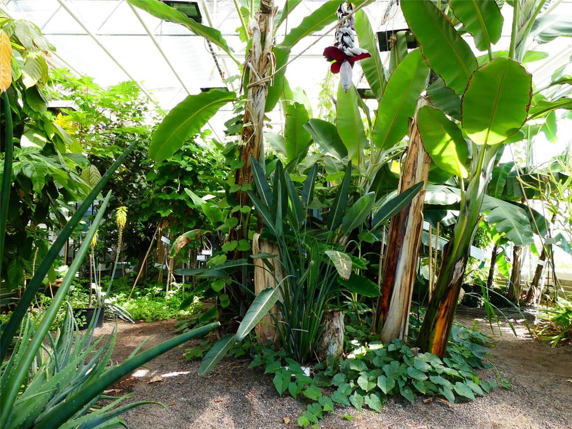 Im Rahmen der „Offenen Gärten im Kleverland“ öffnet das Tropenhaus Kleve an der Hochschule Rhein-Waal am morgigen Sonntag von 11 bis 16 Uhr seine Pforten. Foto: Ruth Minor/ HSRW