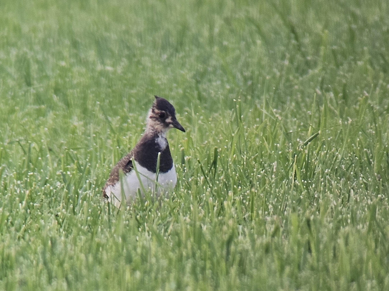 "Kiebitz-Jungvögel im Reyerbruch, 28 flügge Vögel in ihrer natürlichen Umgebung beobachtet, Foto von Steffi Heese"