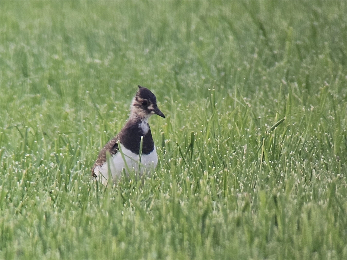 "Kiebitz-Jungvögel im Reyerbruch, 28 flügge Vögel in ihrer natürlichen Umgebung beobachtet, Foto von Steffi Heese"