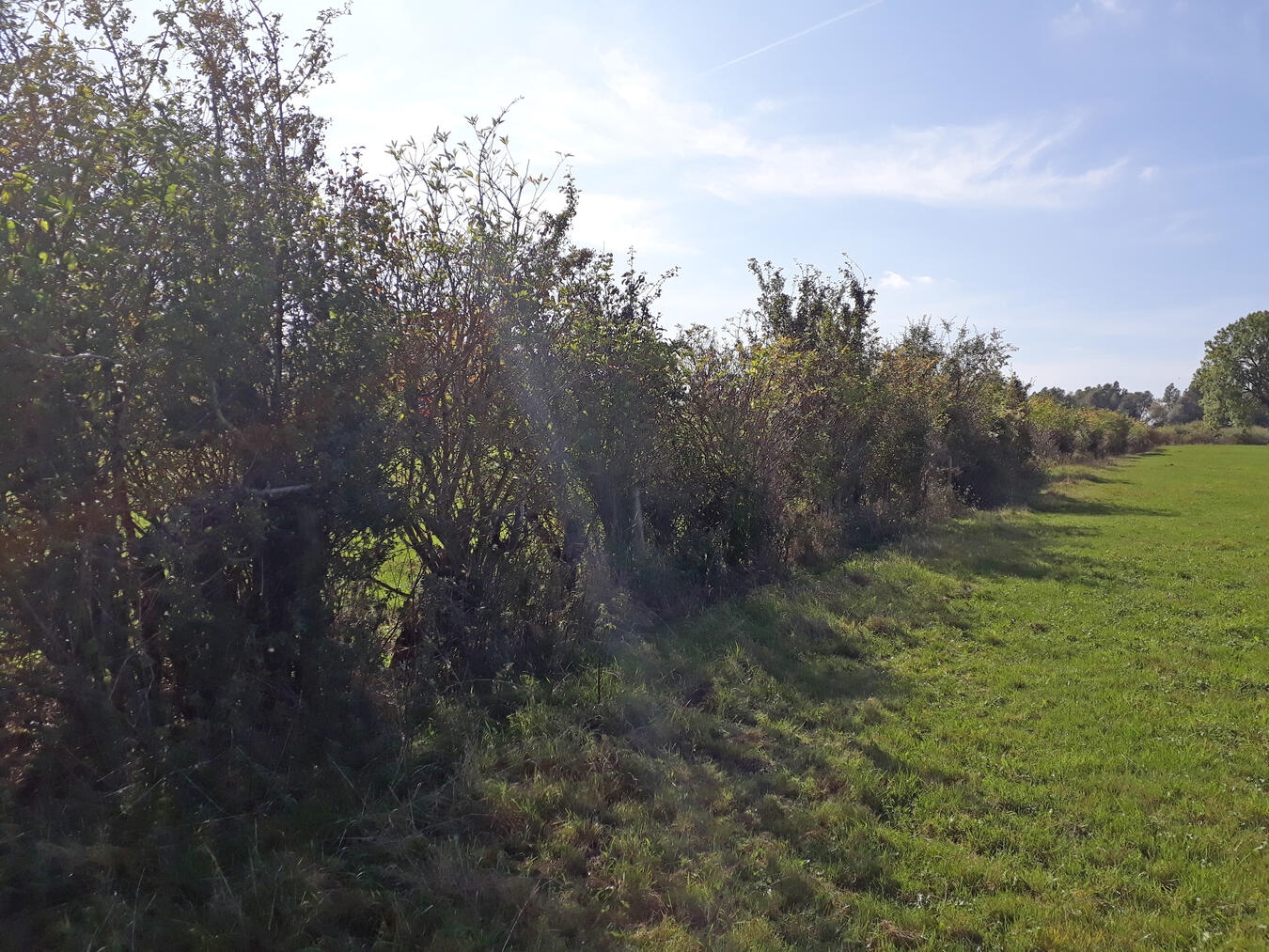 "Person und Tier entspannen im Schatten einer Hecke an einem heißen Sommertag, Schutz vor Hitze, Natur"
