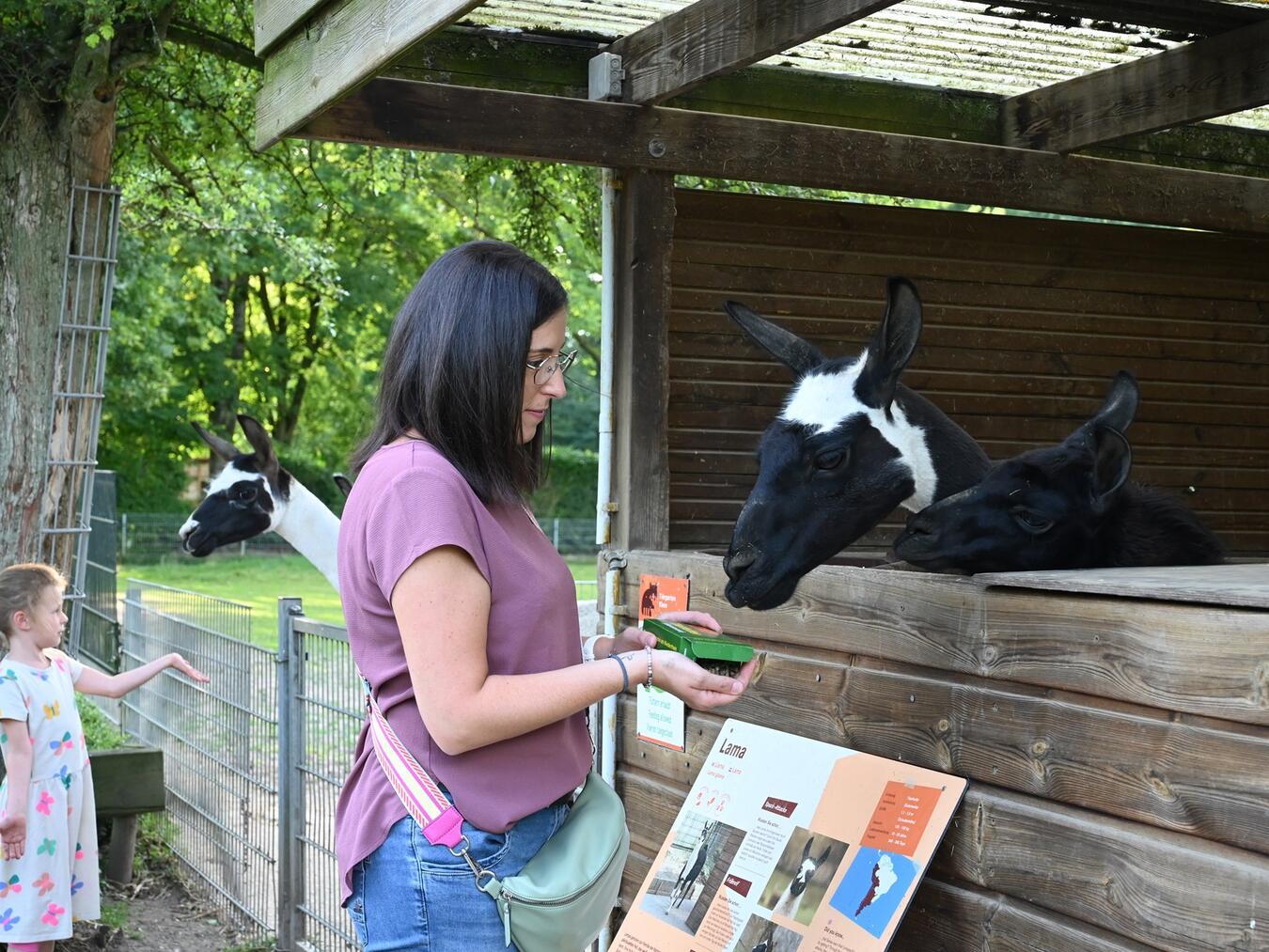 Im Tiergarten in Kleve dürfen viele Tiere mit im Zoo erhältlichen Futter durch die Besucher gefüttert werden. Foto: Tiergarten Kleve