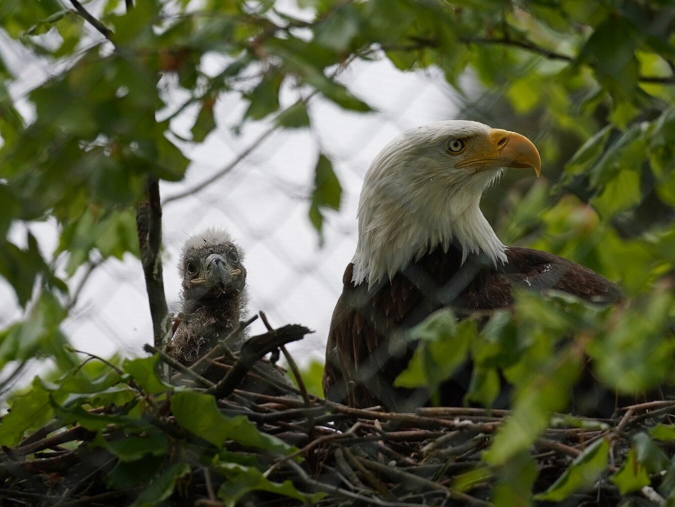 Im Tiergarten ist zum ersten Mal ein Weißkopfseeadler geschlüpft. Foto: Tiergarten Kleve
