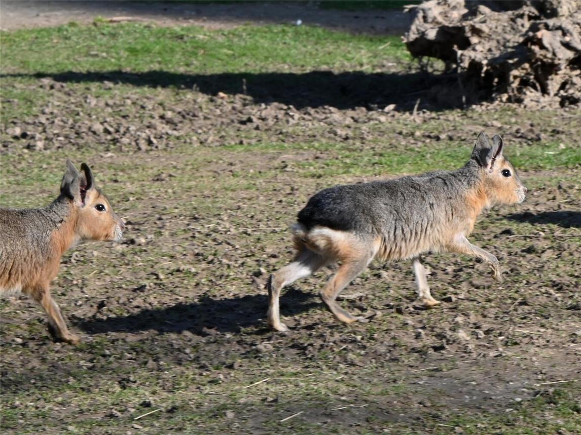 Im Tiergarten Kleve bilden Große Maras und Alpakas jetzt einetierisch gute Wohngemeinschaft. Foto: Tiergarten Kleve