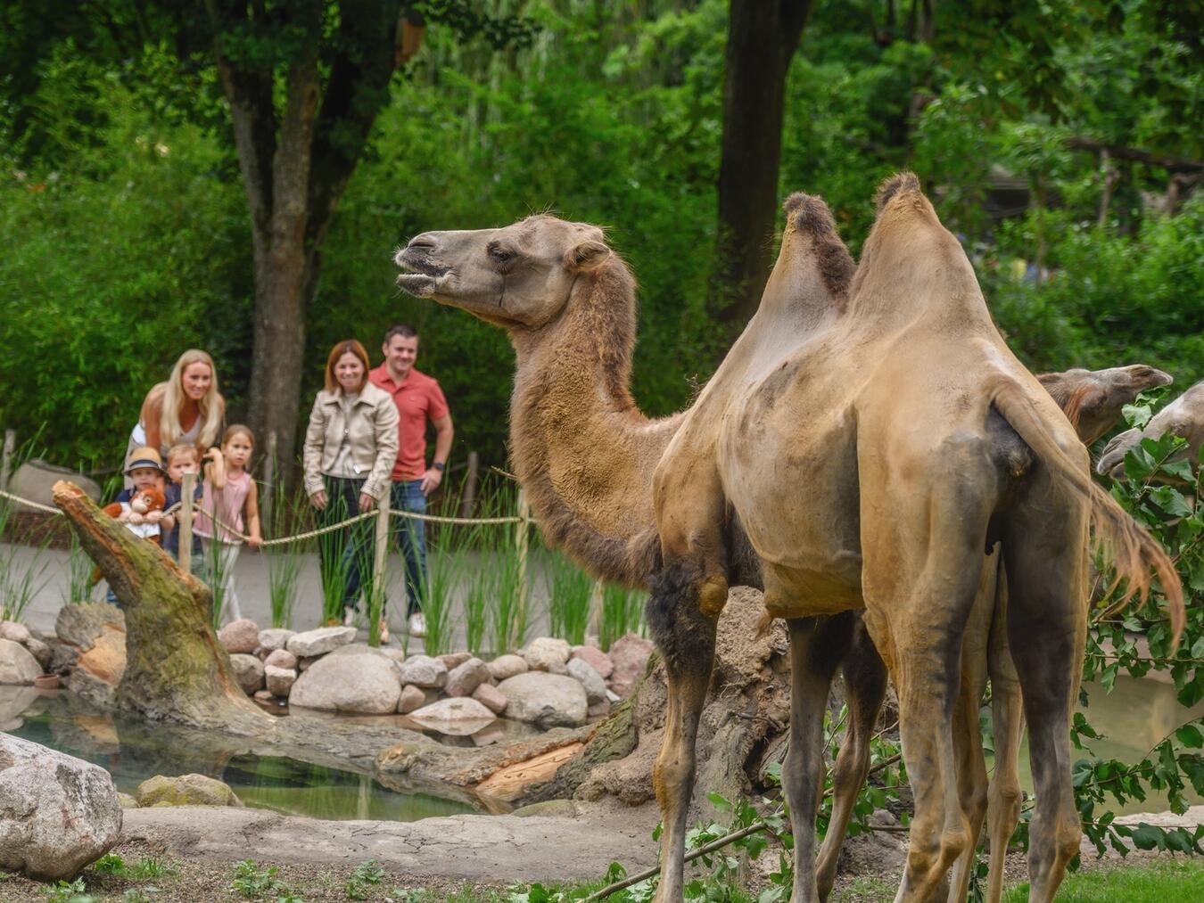 Im vergangenen Jahr durften Schwarzrückenagutis, den Tiergarten Kleve ihr neues Zuhause nennen. Foto: Tiergarten Kleve