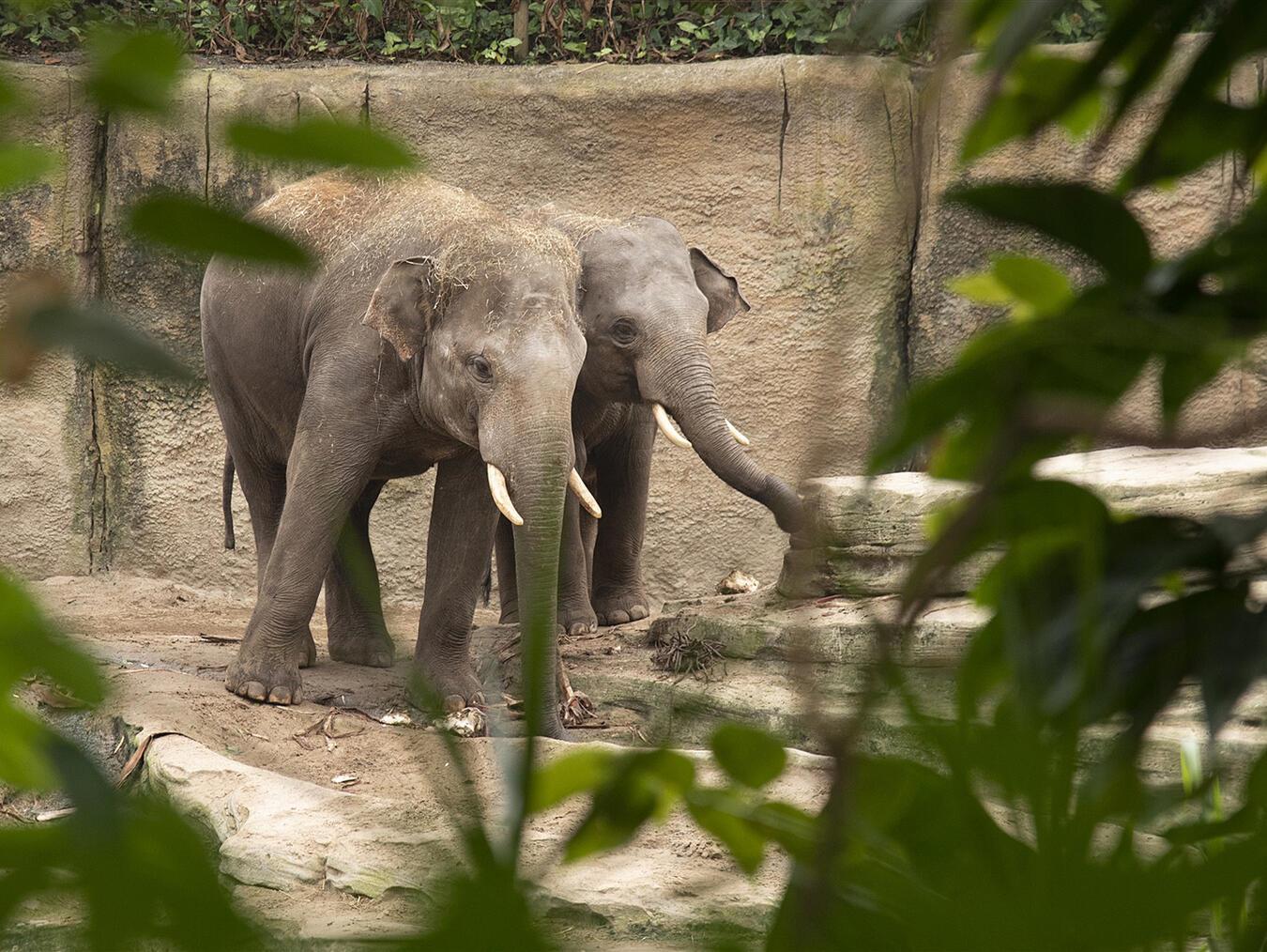 Im Wildlands Erlebnis Zoo lässt sich an nur einem Tag eine Weltreise erleben. Fotos: Wildlands Erlebnis Zoo