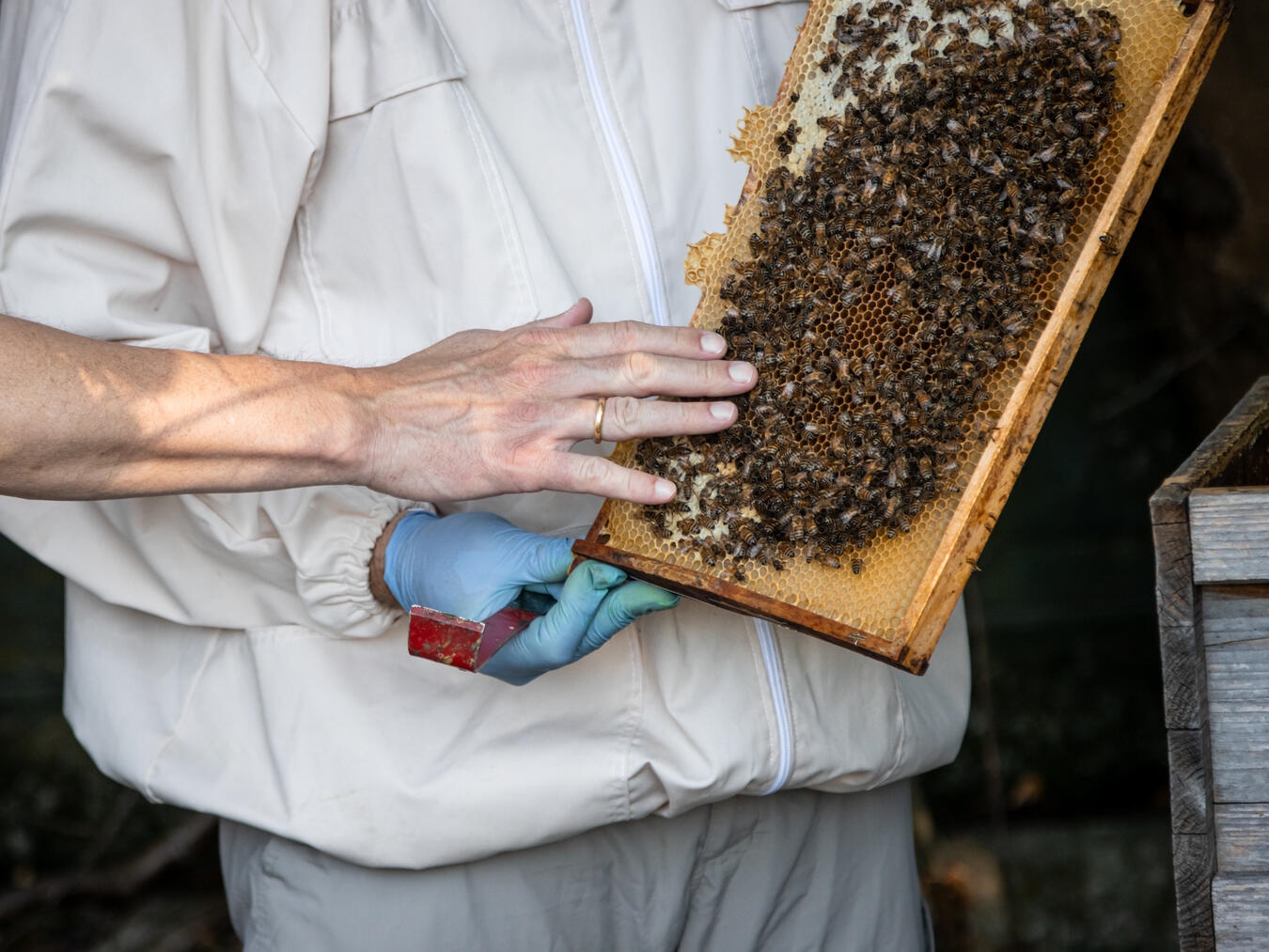 Wenn Wachstum zum Problem wird Imker Gunter Fuß zeigt Bienenwabe und erklärt Bienenkiste, Nahaufnahme Imkerei.