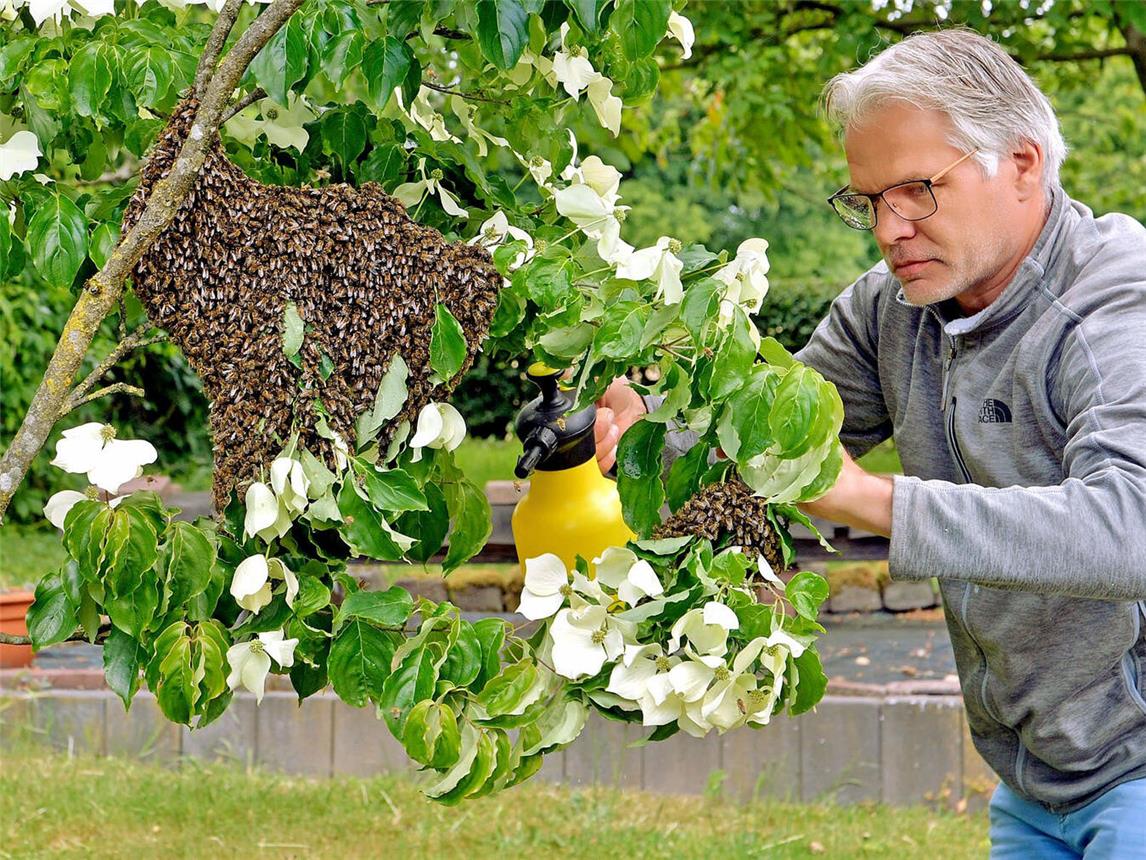 Imker Marco Janßen bei der Arbeit: Er besprüht die Bienen mit ein bisschen Wasser, damit sie sich besser einfangen lassen. NN-Foto: Rüdiger Dehnen