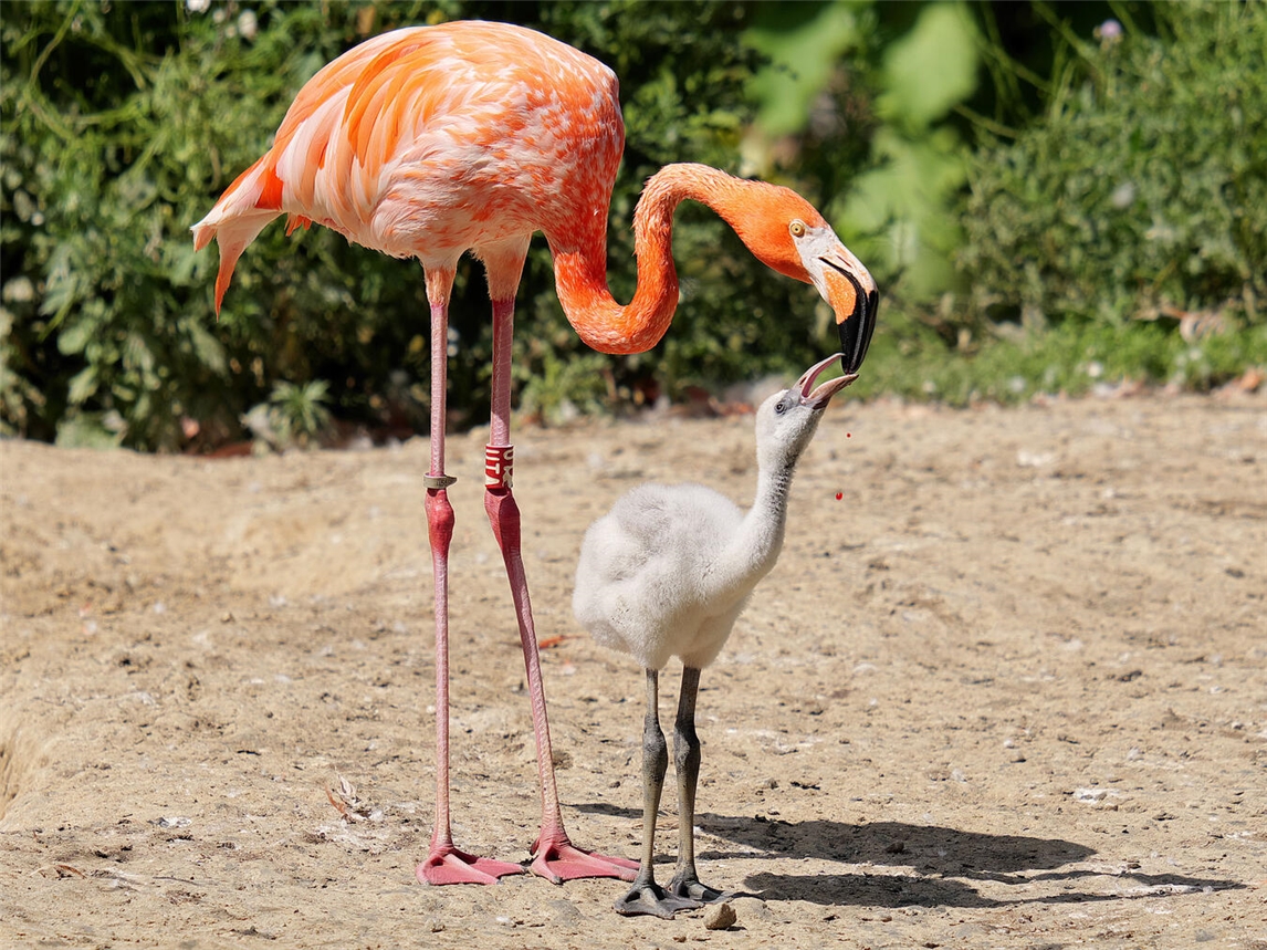 "Sommerferien im Zoo: Tierbabys begeistern Besucher, unvergessliche Erlebnisse, Foto von Vera Gorissen"