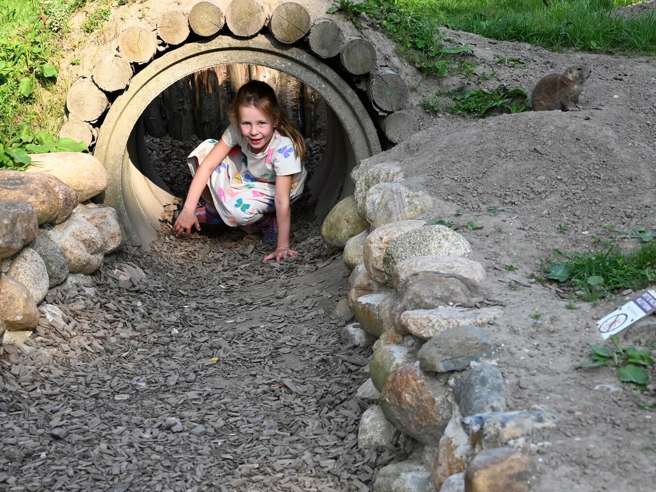 In der neuen begehbaren Präriehundanlage im Tiergarten Kleve können sich Kinder wie Präriehunde fühlen und den Tieren besonders nah kommen. Foto: Tiergarten Kleve