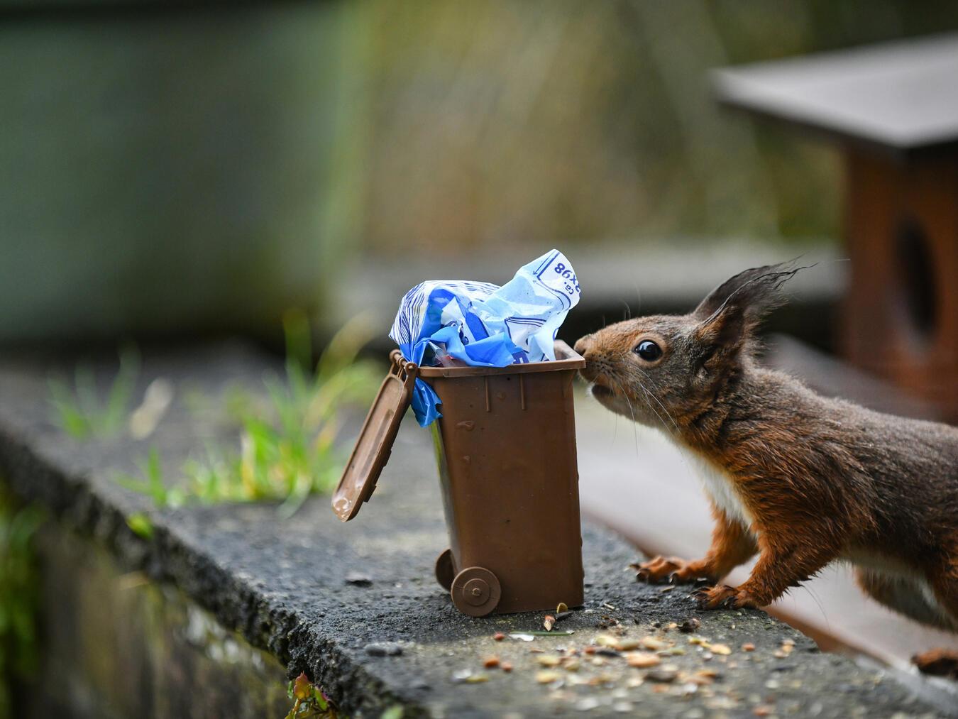 In die Biotonne gehören weder Plastik noch Metall oder Glas. Auch andere scheinbar biologisch abbaubare Abfälle gehören nicht unbedingt hier hinein. Foto: Gottfried Evers