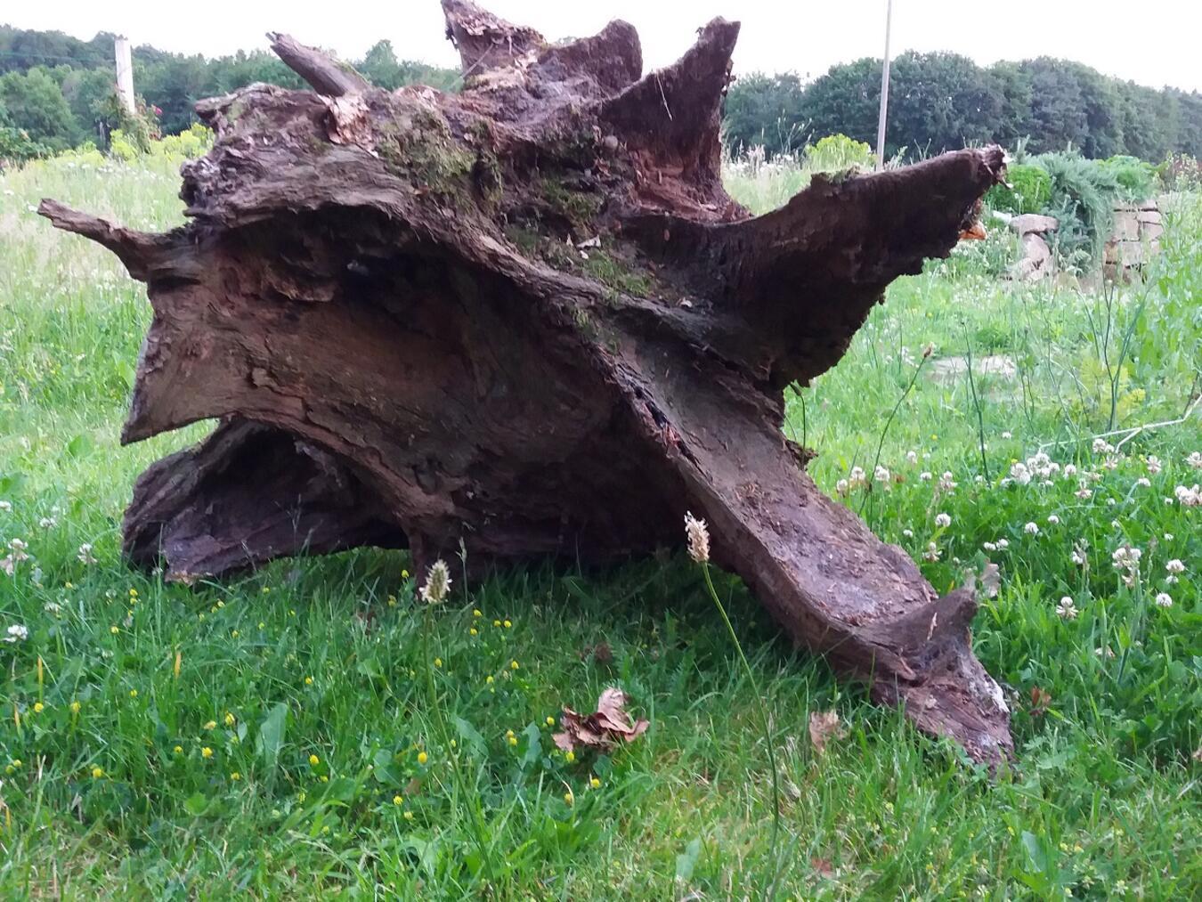 In diesem Totholz „blüht das Leben“.
