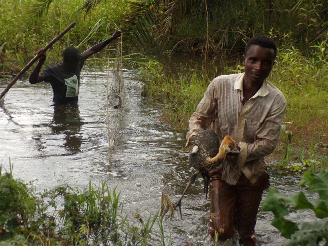 In Tansania, gut drei Mal so groß wie Deutschland, leben nur noch circa 2.000 Vögel. Foto: Fabian Fortunatus
