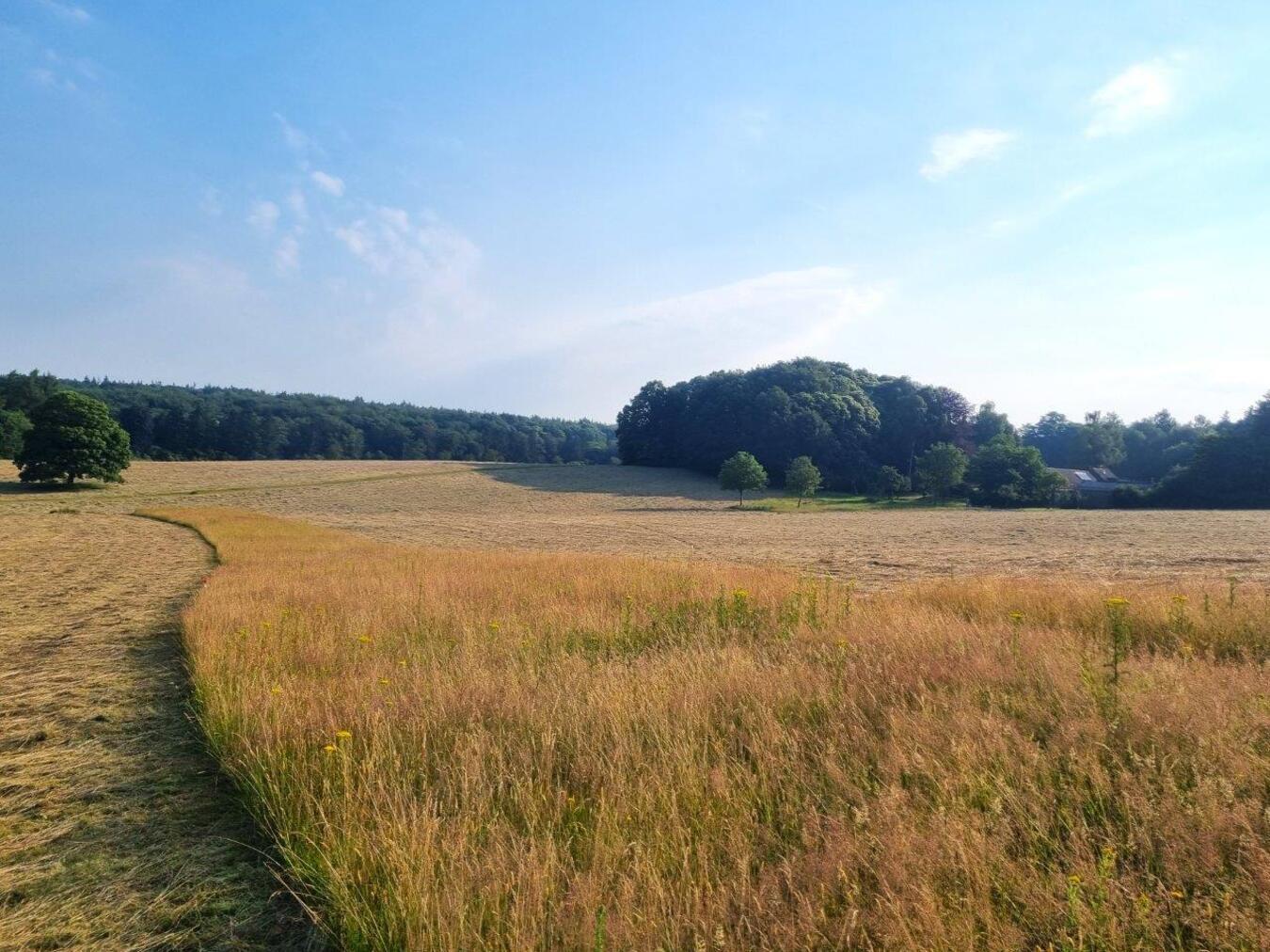 Insektenschonstreifen sind nur eine von vielen Maßnahmen, um die biologische Vielfalt im Gebiet zu schützen. Foto: Katja Plumbaum