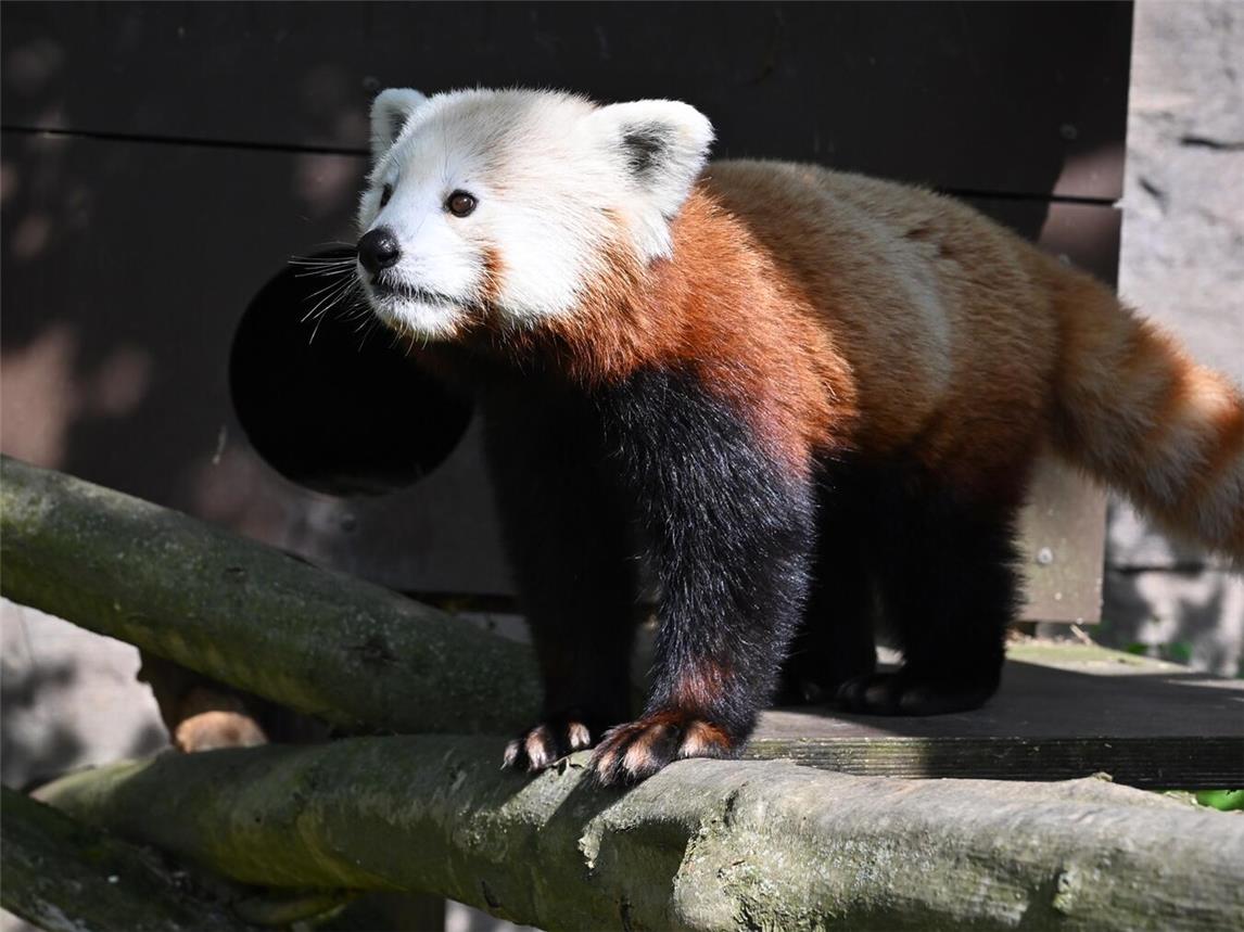 Janak ist im Rahmen des Europäischen Erhaltungszuchtprogramms nach Kleve gekommenFoto: Tiergarten Kleve