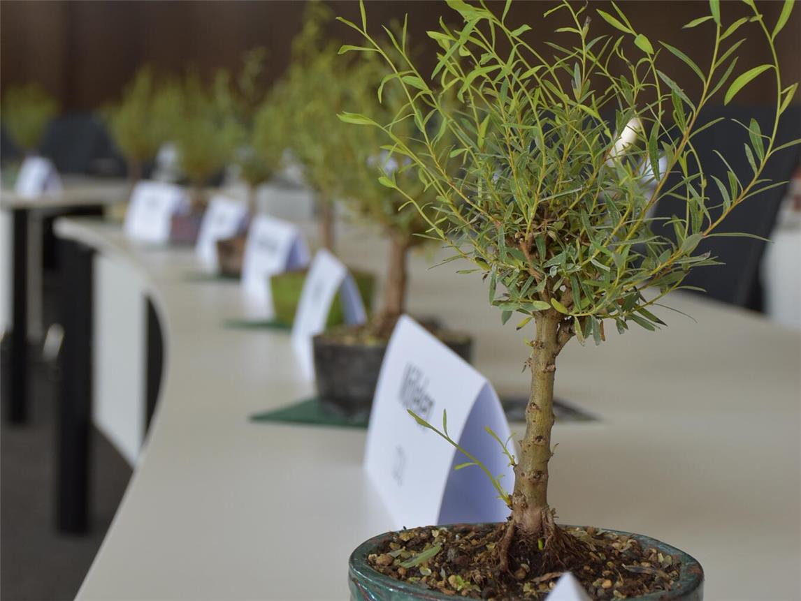 Jedes Kreistagsmitglied erhielt ein Bonsai-Bäumchen. Foto: Kreis Wesel