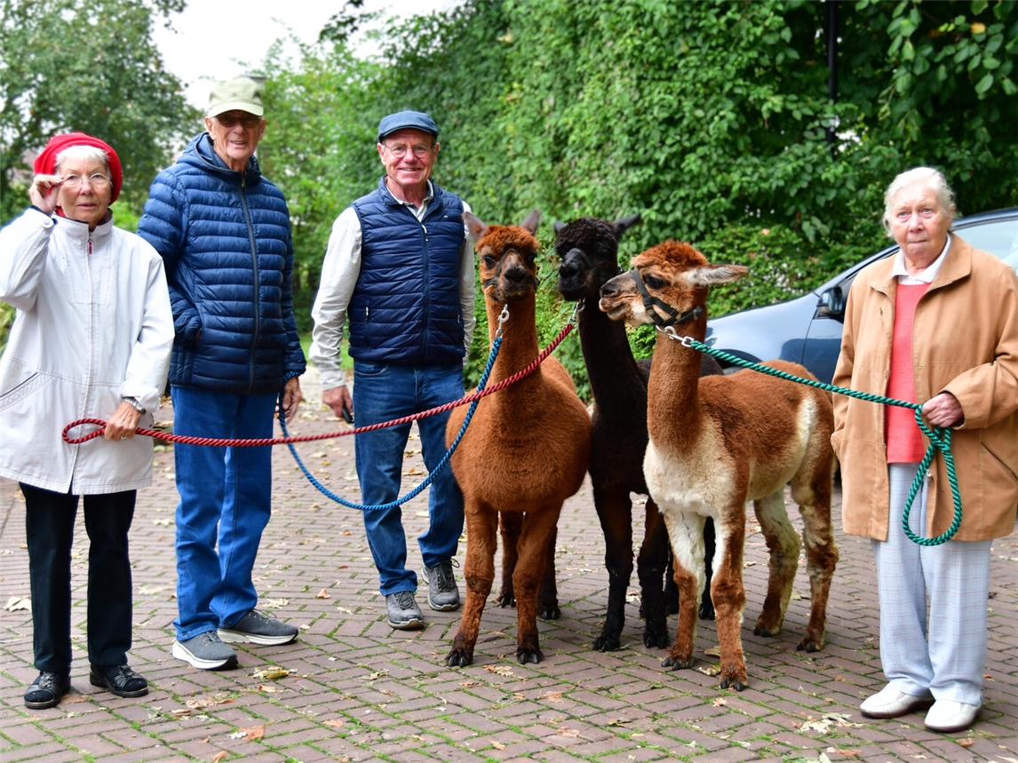Johannes Peeters (Mitte) besuchte mit seinen Alpakas Lima, Quito und Bogotá die Tagespflege. Renate Jansen (v.l.), Joop Blankenstein und Hermine Wassmann gingen mit den Tieren auch spazieren. Foto: Caritas