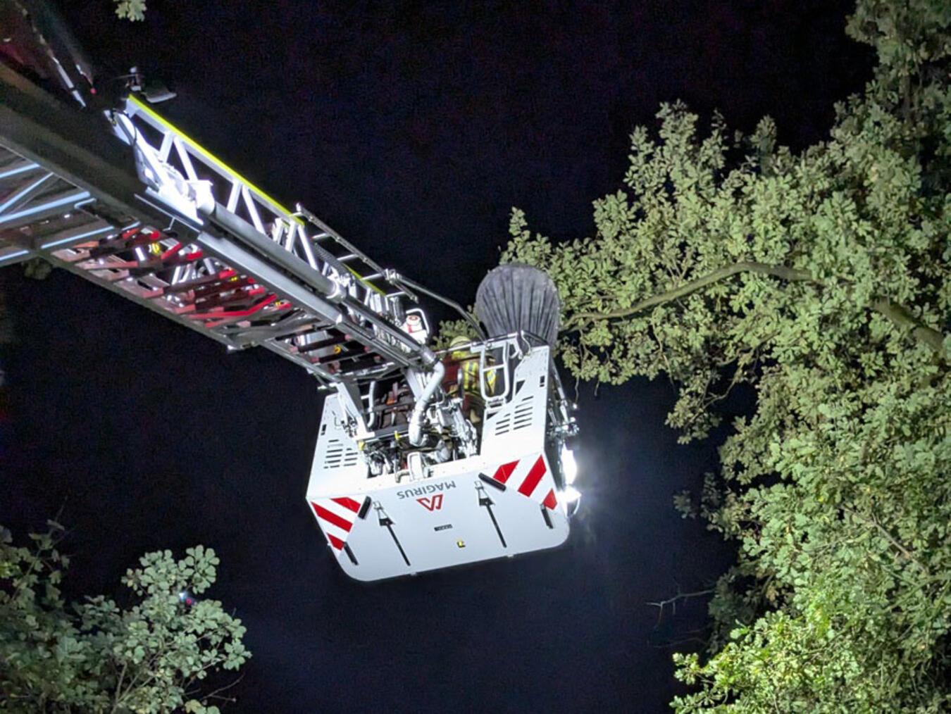 Kamala saß in etwa 15 Meter Höhe in einer Eiche. Foto: Feuerwehr Kleve