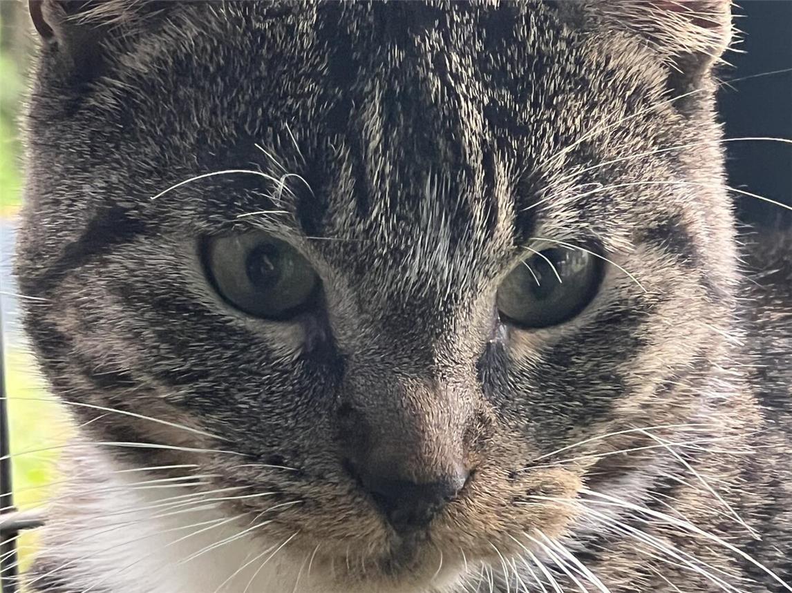 Kater Kalli ist nur ein Beispiel von vielen. Foto: privat