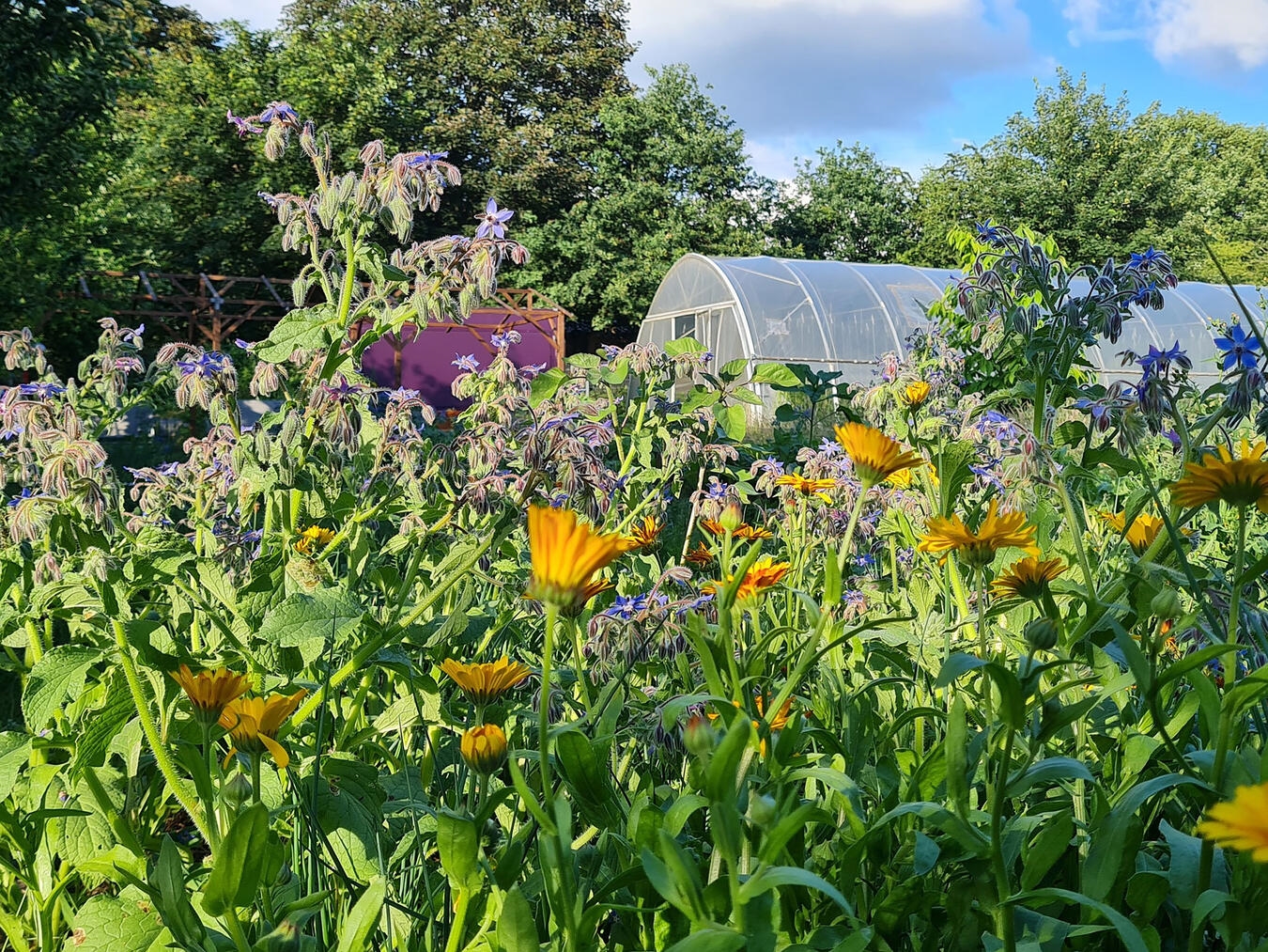 Kinder, Familien und Interessierte entdecken den Garten in Essen-Katernberg als lebendigen Lern- und Erlebnisort. Foto: Florian Wagner
