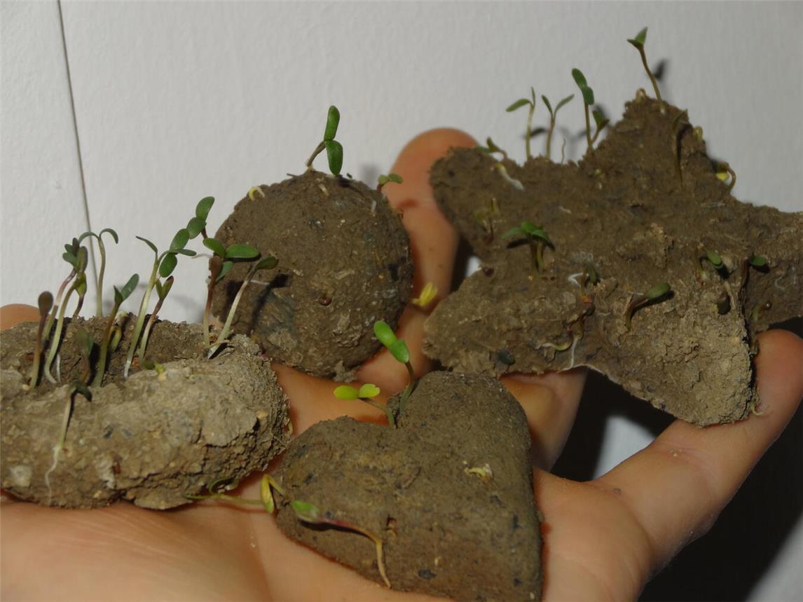 Kinder stellen eigene Saatkugeln für den Garten, Balkon oder das Fensterbrett zu Hause her. Foto: SMSM/Corinna Lenzen