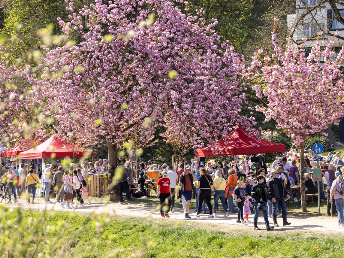 Kleve freut sich auf den Frühling mit Kirschblütenzauber. Foto: WTM