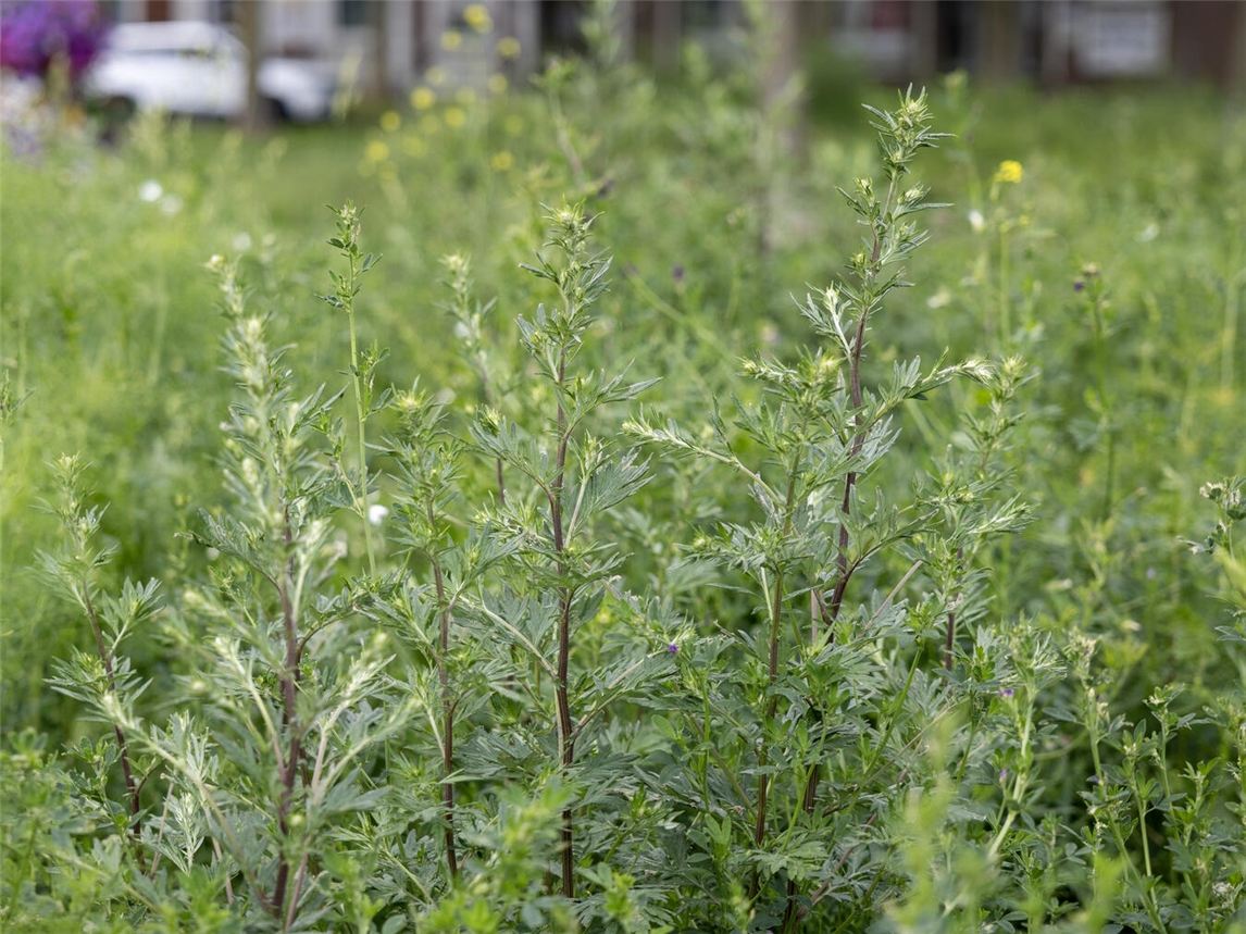 "Beifuß auf Blühfläche in Kleve fördert Artenvielfalt, Stadt Kleve"