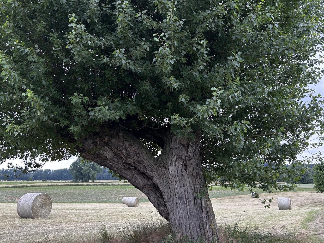 Kopfbäume sind ein prägendes Element in der Kulturlandschaft am Niederrhein. Foto: Kreis Wesel
