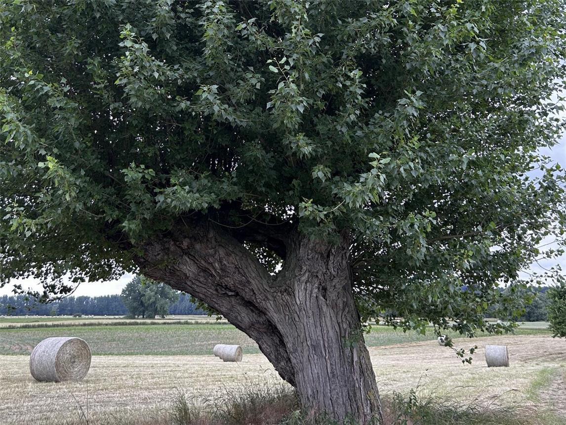 Kopfbäume sind ein prägendes Element in der Kulturlandschaft am Niederrhein. Foto: Kreis Wesel