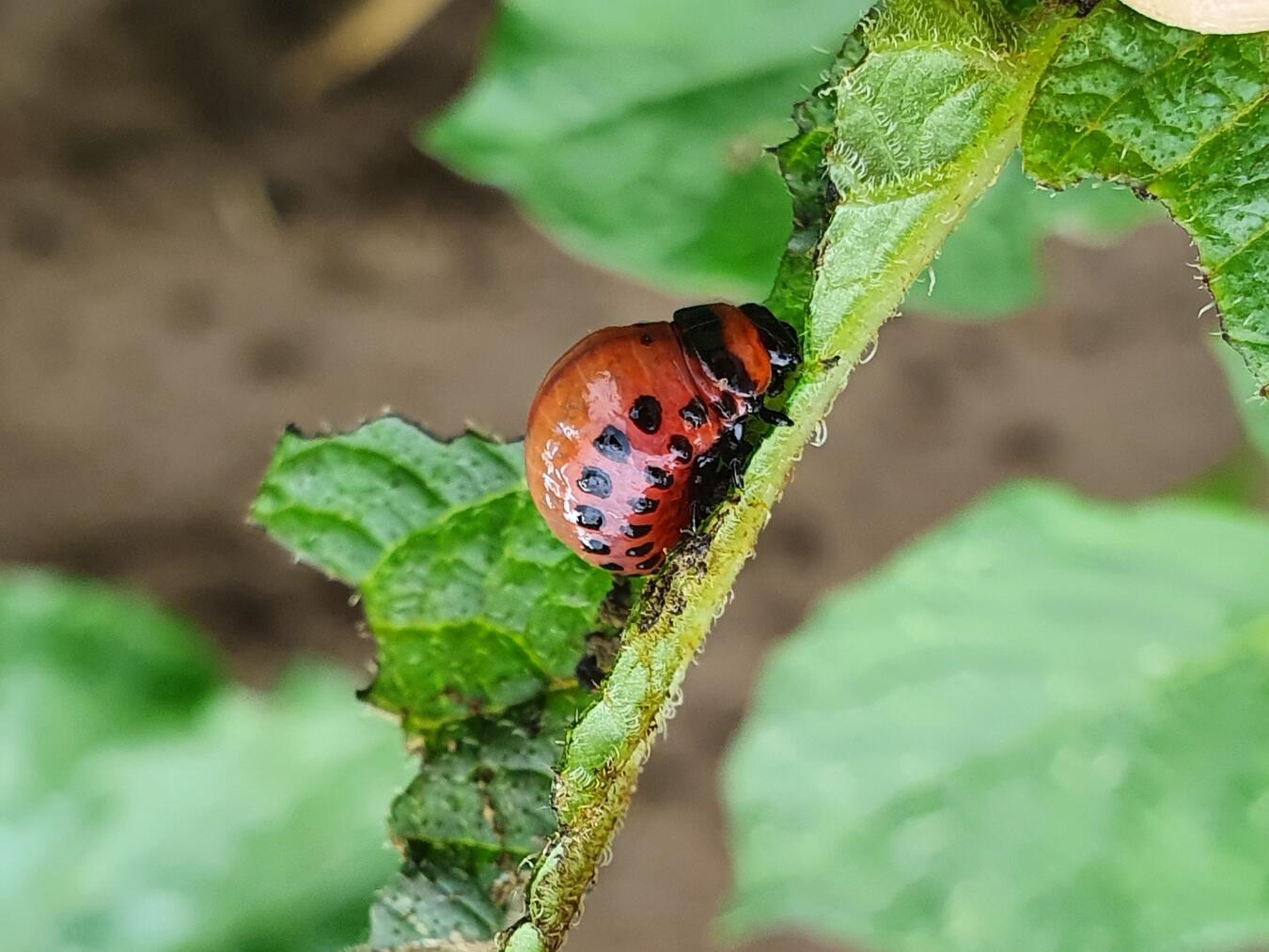 "Kartoffelkäfer-Larven auf Blatt, natürliche Schädlingsbekämpfung durch Nützlinge im Garten"