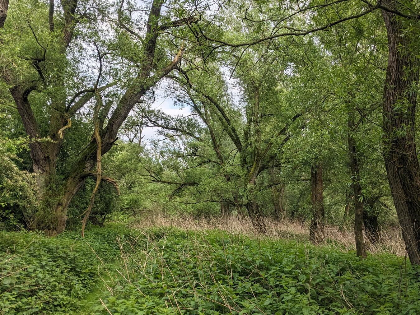 Lebensraum für unzählige Tier- und Pflanzenarten: der Auwald in der Dornickschen Ward.Foto: NZ Kreis Kleve