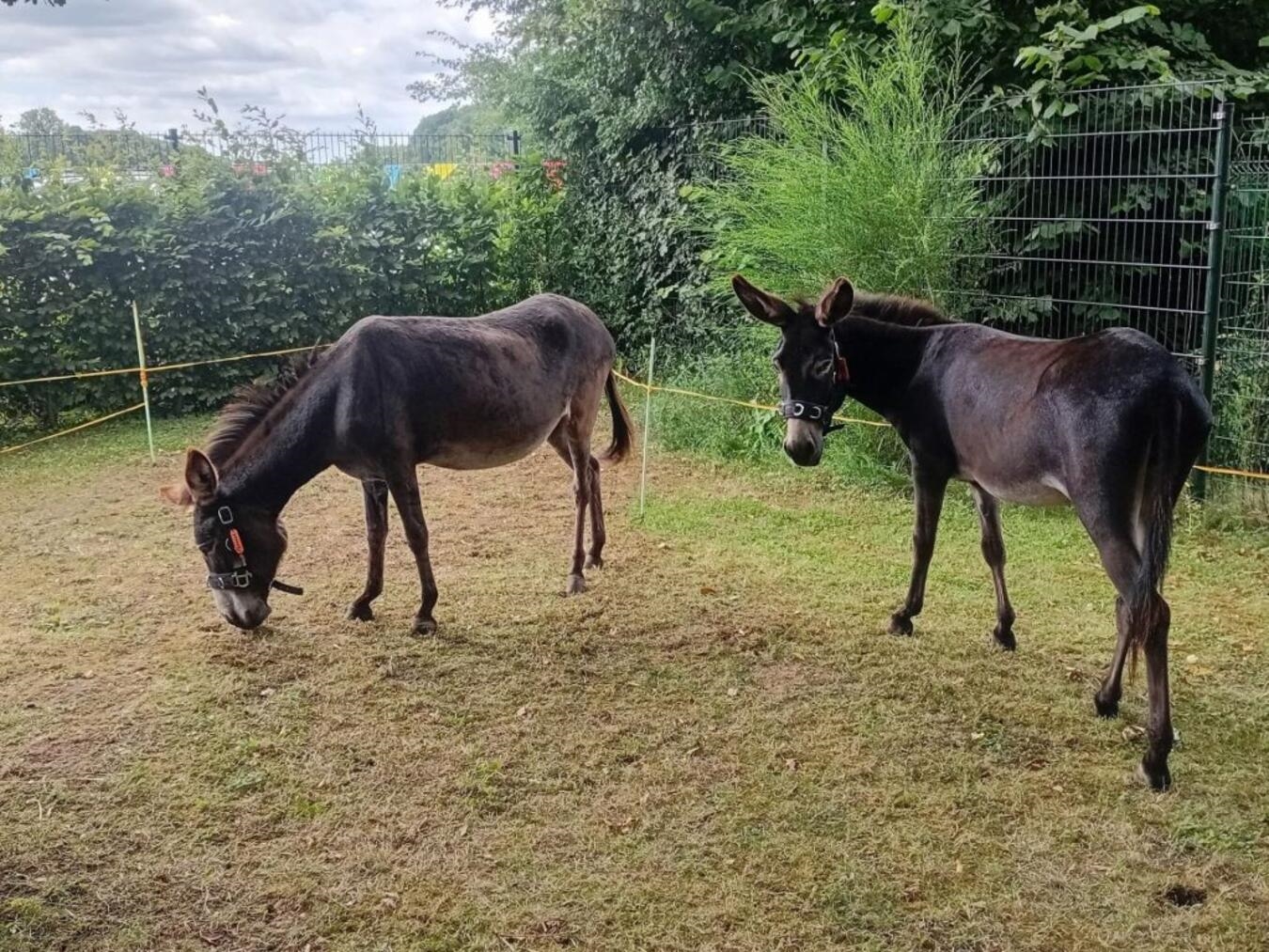 Liesel und Lotte begleiten die Gottesdienstbesucher bei der Prozession. Foto: privat