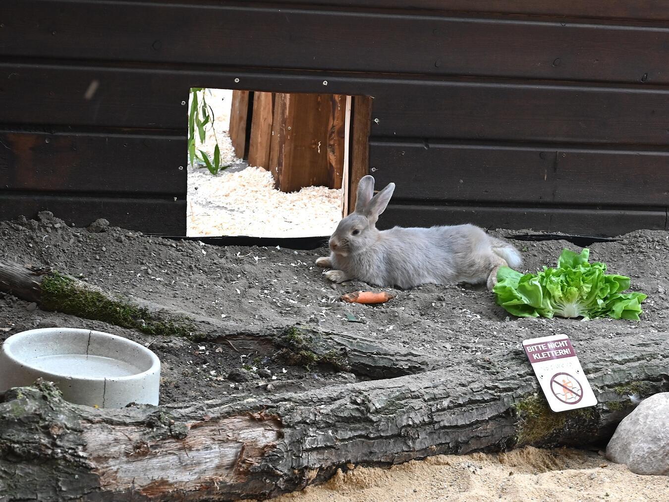 Luxkaninchen ziehen in den Tiergarten Kleve ein. Foto: Tiergarten Kleve