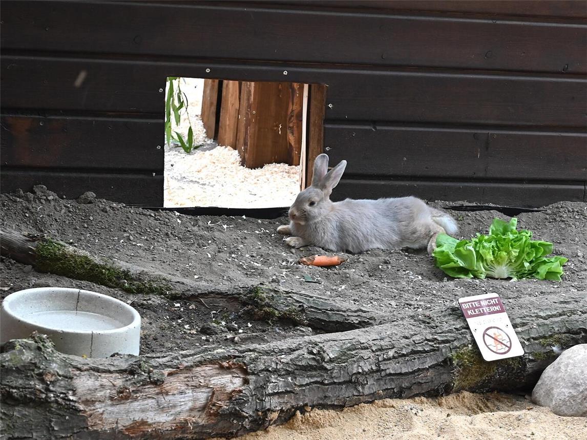 Luxkaninchen ziehen in den Tiergarten Kleve ein. Foto: Tiergarten Kleve