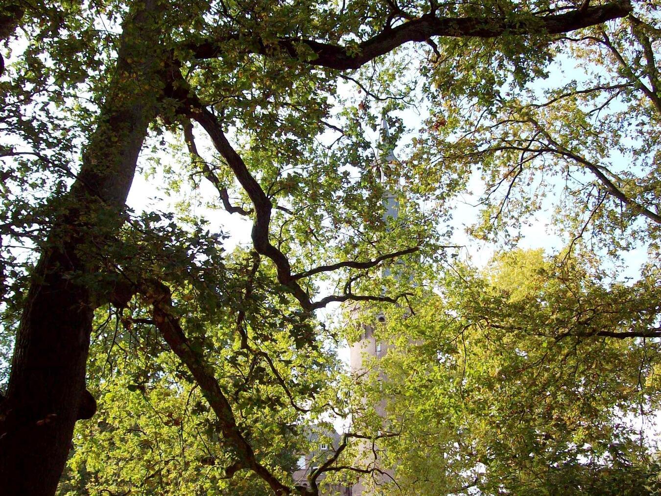 Man begegnet heiligen Eichen, liebevollen Linden, knorrigen Kastanien oder riesigen Lebensbäumen. Foto: Wilhelm Miesen