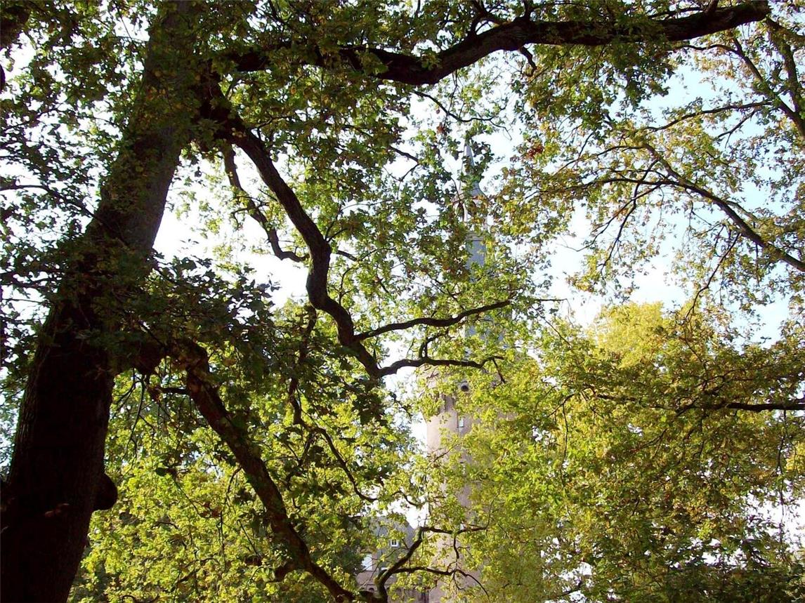 Man begegnet heiligen Eichen, liebevollen Linden, knorrigen Kastanien oder riesigen Lebensbäumen. Foto: Wilhelm Miesen