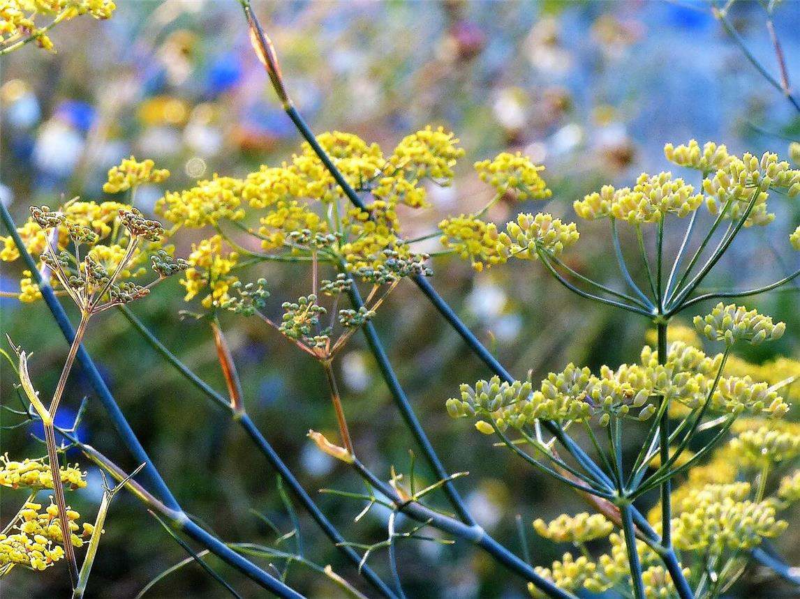 Mehr als 60 Heilkräuter sind im Kneipp-Garten angepflanzt.Foto: privat