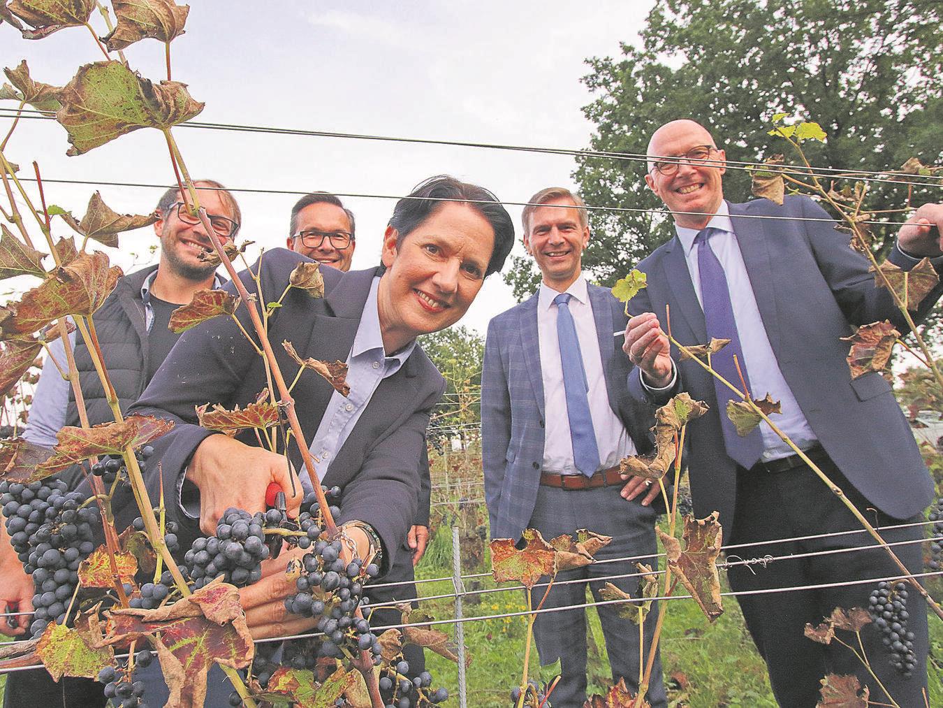 Guter Wein vom Niederrhein? Ministerin Silke Gorißen mit Winzer Gianluca Antoniazzi, Bürgermeister Sven Kaiser, Stefan Wolters (MdL) und Landrat Christoph Gerwers (v.l.) im Gelderner Weinfeld. NN-Foto: Theo Leie