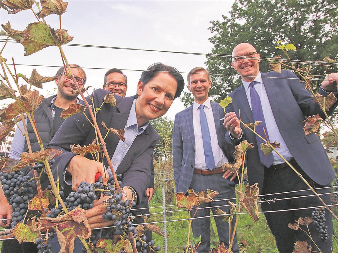 Ministerin Silke Gorißen mit Winzer Gianluca Antoniazzi, Bürgermeister Sven Kaiser, Stefan Wolters (MdL) und Landrat Christoph Gerwers (v.l.) im Gelderner Weinfeld. NN-Foto: Theo Leie