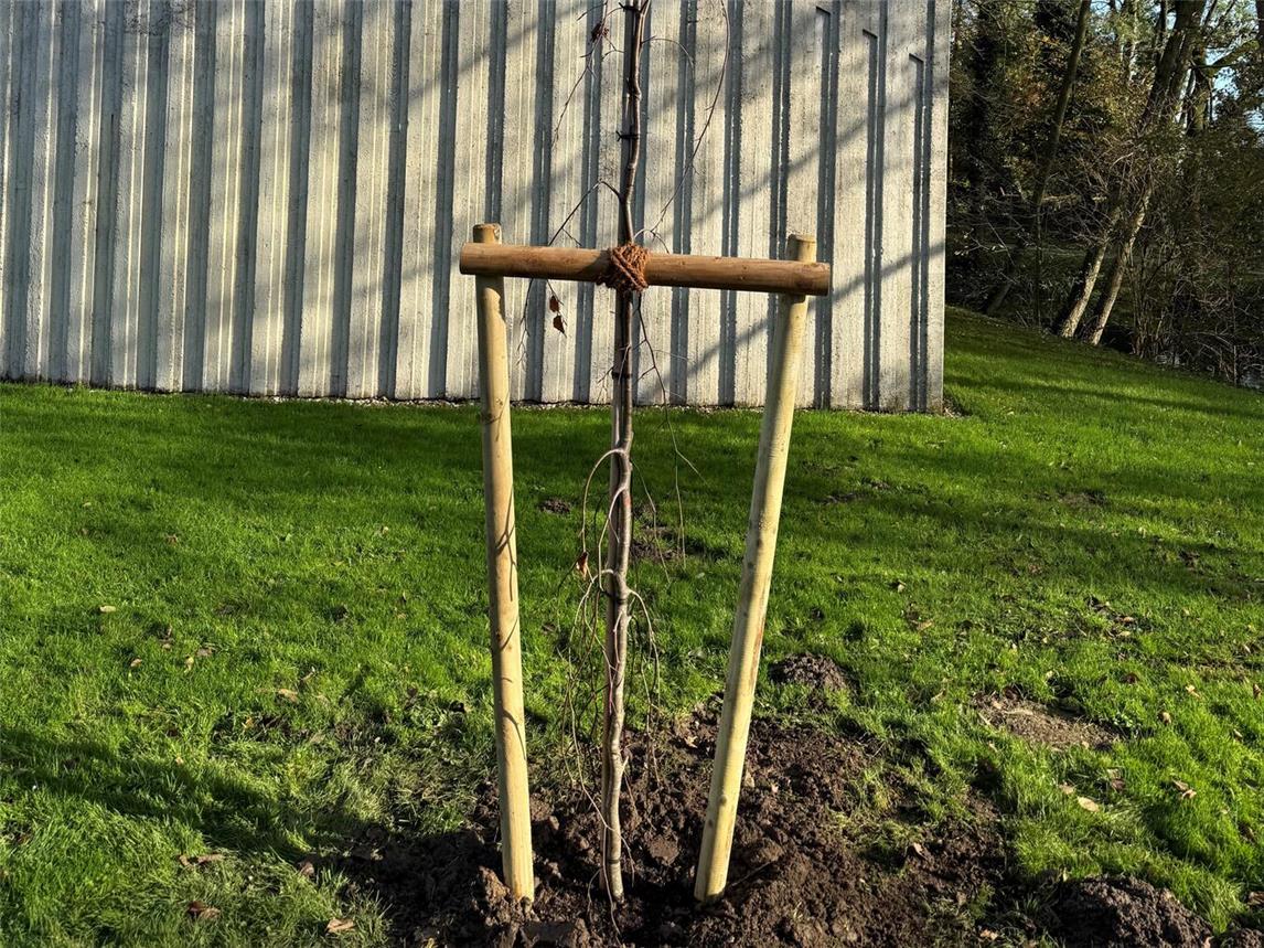 Mit dem Baum möchte die Wasserburg Rindern mahnend an den sexuellen Missbrauch erinnern, den Priester und andere Vertreter der katholischen Kirche begangen haben. Foto: Wasserburg Rindern