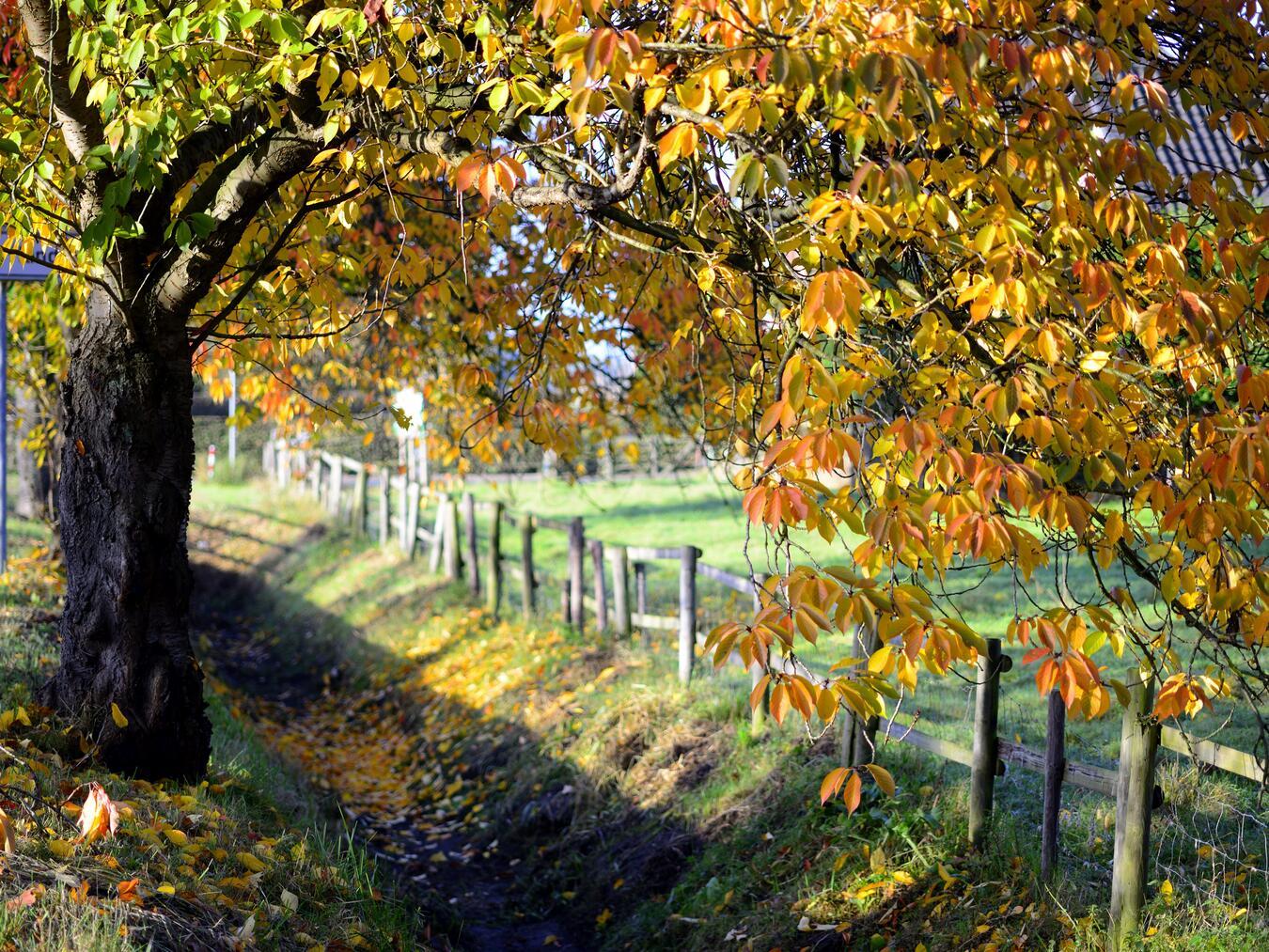 Mit dem Baumspaziergang lassen sich in Kevelaer 40 verschiedene Baumarten entdecken. Foto: © Gerry Seybert 