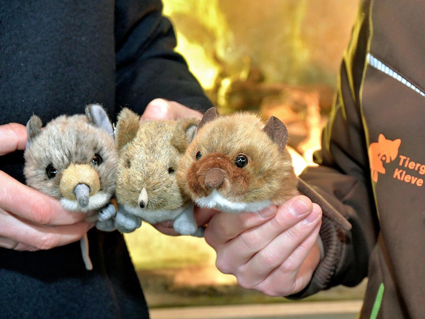 Stofftier: Rüsselspringer feiern Deutschland-Premiere Mit dem Relaunch des Rüsselspringerstofftiers ist der Tiergarten Kleve der erste Zoo in Deutschland, der ein solches verkauft. NN-Foto: Rüdiger Dehnen