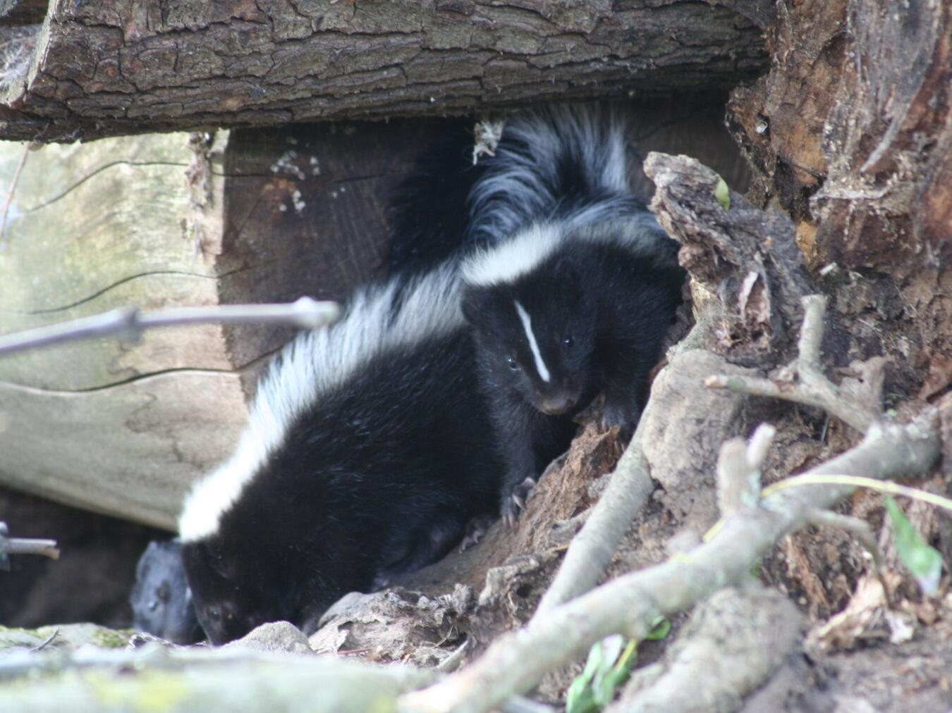 "Sechs Waschbär-Jungtiere mit Mutter in Nordamerika-Gehege, Tiergarten Kleve"